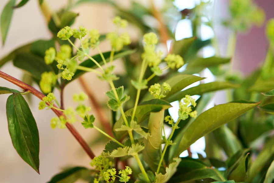 Komplementäre Krebstherapie